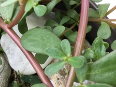 Portulaca umbraticola