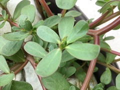 Portulaca umbraticola