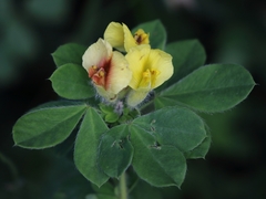 Chamaecytisus supinus