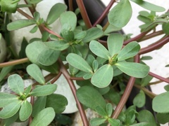 Portulaca umbraticola