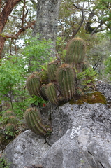 Ferocactus reppenhagenii