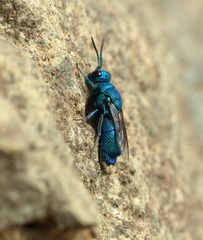 Chrysis subfoveolata