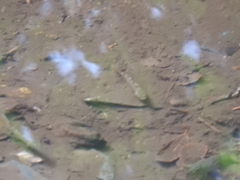 Salmo trutta