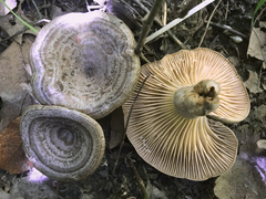 Lactarius pyrogalus