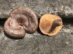 Lactarius pyrogalus