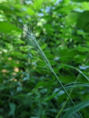 Muhlenbergia frondosa