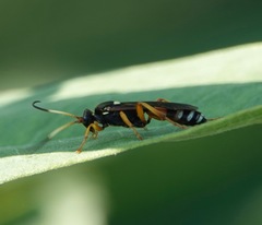 Ichneumon ambulatorius