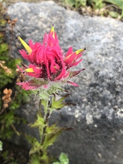 Castilleja parviflora