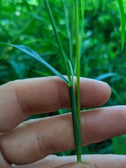 Muhlenbergia frondosa