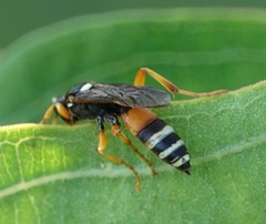 Ichneumon ambulatorius