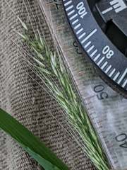 Muhlenbergia frondosa
