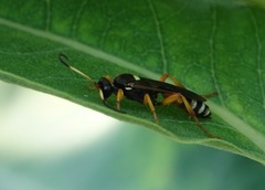 Ichneumon ambulatorius