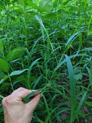 Muhlenbergia frondosa