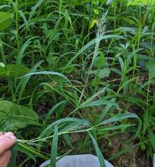 Muhlenbergia frondosa