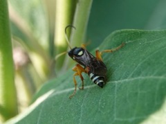 Ichneumon ambulatorius