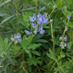 Lupinus pratensis