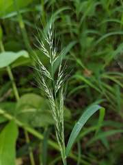 Muhlenbergia frondosa