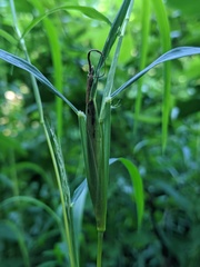 Muhlenbergia frondosa