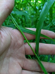 Muhlenbergia frondosa