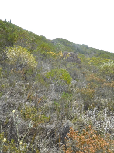 Image of Wiborgiella sessilifolia by (c) Charles Stirton, some rights reserved (CC BY-SA)