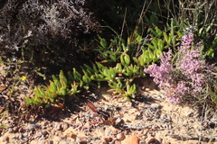 Carpobrotus edulis parviflorus