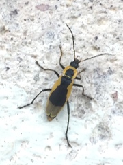 Chauliognathus distinguendus