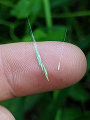 Muhlenbergia frondosa