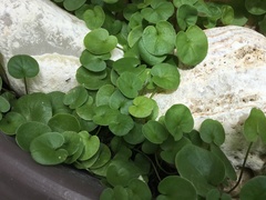 Dichondra