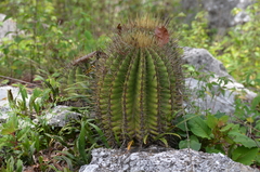 Ferocactus reppenhagenii