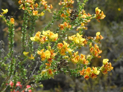 Image of Wiborgiella sessilifolia by (c) Charles Stirton, some rights reserved (CC BY-SA)