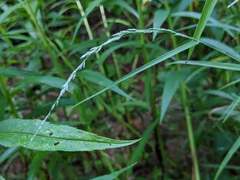 Muhlenbergia mexicana