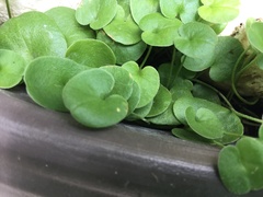 Dichondra