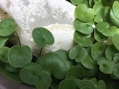 Dichondra