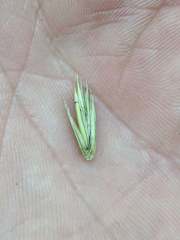 Elymus trachycaulus
