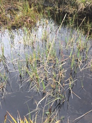 Arctagrostis latifolia
