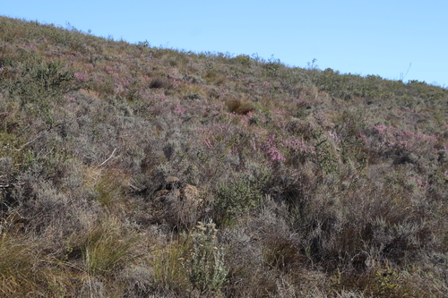 Image of Serruria pedunculata by (c) Tony Rebelo, some rights reserved (CC BY-SA)