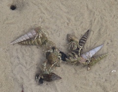 Diogenes brevirostris