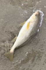Umbrina roncador