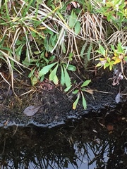 Micranthes razshivinii