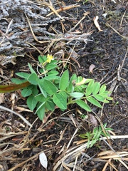 Astragalus umbellatus