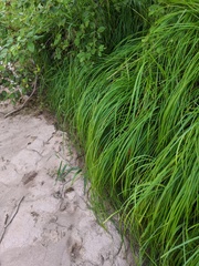 Carex emoryi