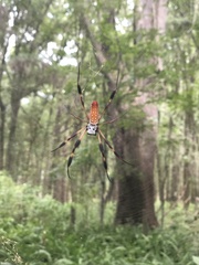 Trichonephila clavipes image