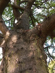 Gleditsia triacanthos