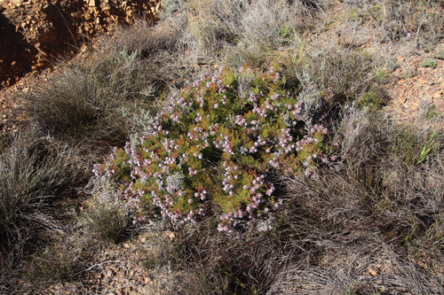 Image of Serruria effusa by (c) Tony Rebelo, some rights reserved (CC BY-SA)