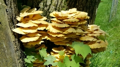 Fungi