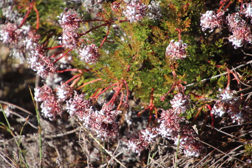 Fanleaf Candelabra Spiderhead (Serruria effusa)