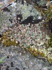 Potentilla subvahliana