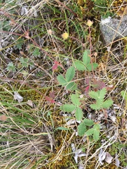 Potentilla nivea