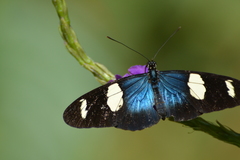 Heliconius leucadia