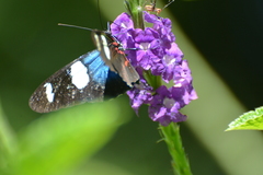 Heliconius leucadia